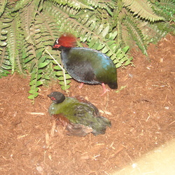 Birds